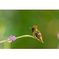 thumbnail image 2 of Jaynes Gallery 14x11 White Modern Wood Framed Museum Art Print Titled - Caribbean-Trinidad-Asa Wright Nature Center Male tufted coquette hummingbird and vervine flower, 2 of 4