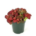 thumbnail image 3 of Hypoestes Red Splash Live Potted House Plants Air Purifying, 2" Pot, 3 of 5