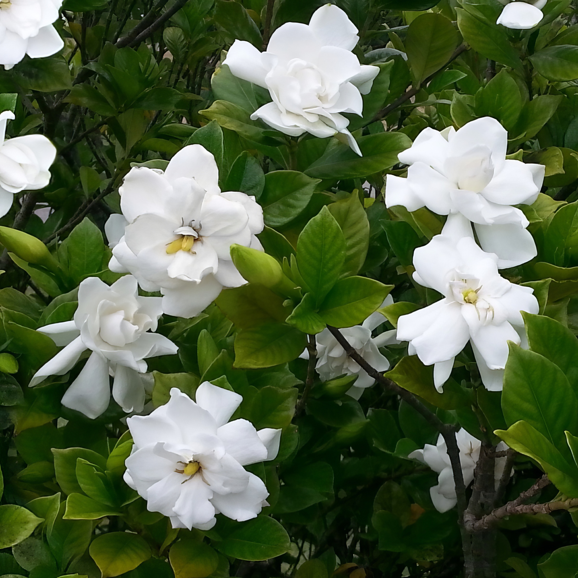 1 gal Gardenia 'Buttons'Live Shrub with Full Sunlight