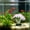Clear#1443, variant on Silicone Anemone Aquarium Ornament with Glowing Tentacles for Fish Tank Decor – Soft Luminous Aquascaping Decoration for Betta, Goldfish and Turtle Tanks