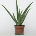 thumbnail image 4 of Flower Pot Kit Plant Tray Base Home Garden Decoration Spring Dish Drain Plate Drip Easy To Clean And Wash Plastic Saucer, 4 of 4