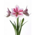 thumbnail image 1 of Amaryllis Gervase 1 Bulbe, 1 of 1