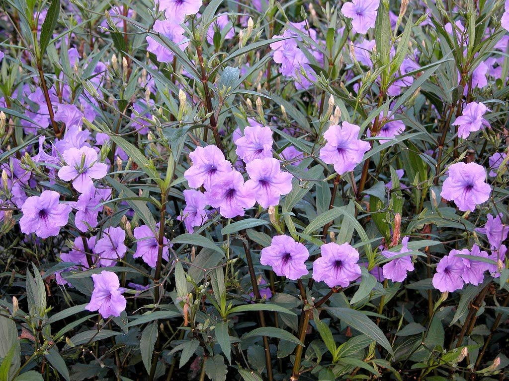 Mexican Petunia  10 Live Plants  Ruellia Tweediana 'Purple Showers'  Fast Growing Perennial Plants  Vibrant Purple Blooms for Landscaping