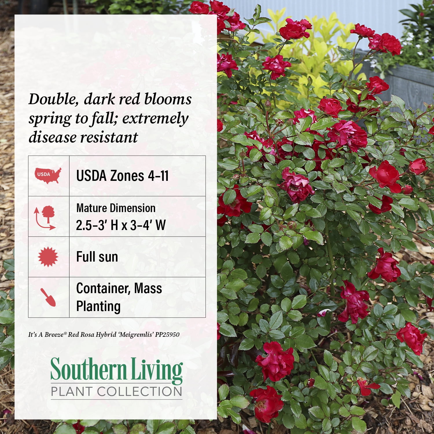 Southern Living - It's A Breeze Rose in 2-Gallon Grower Pot - Live Groundcover Shrub with Red Flowers
