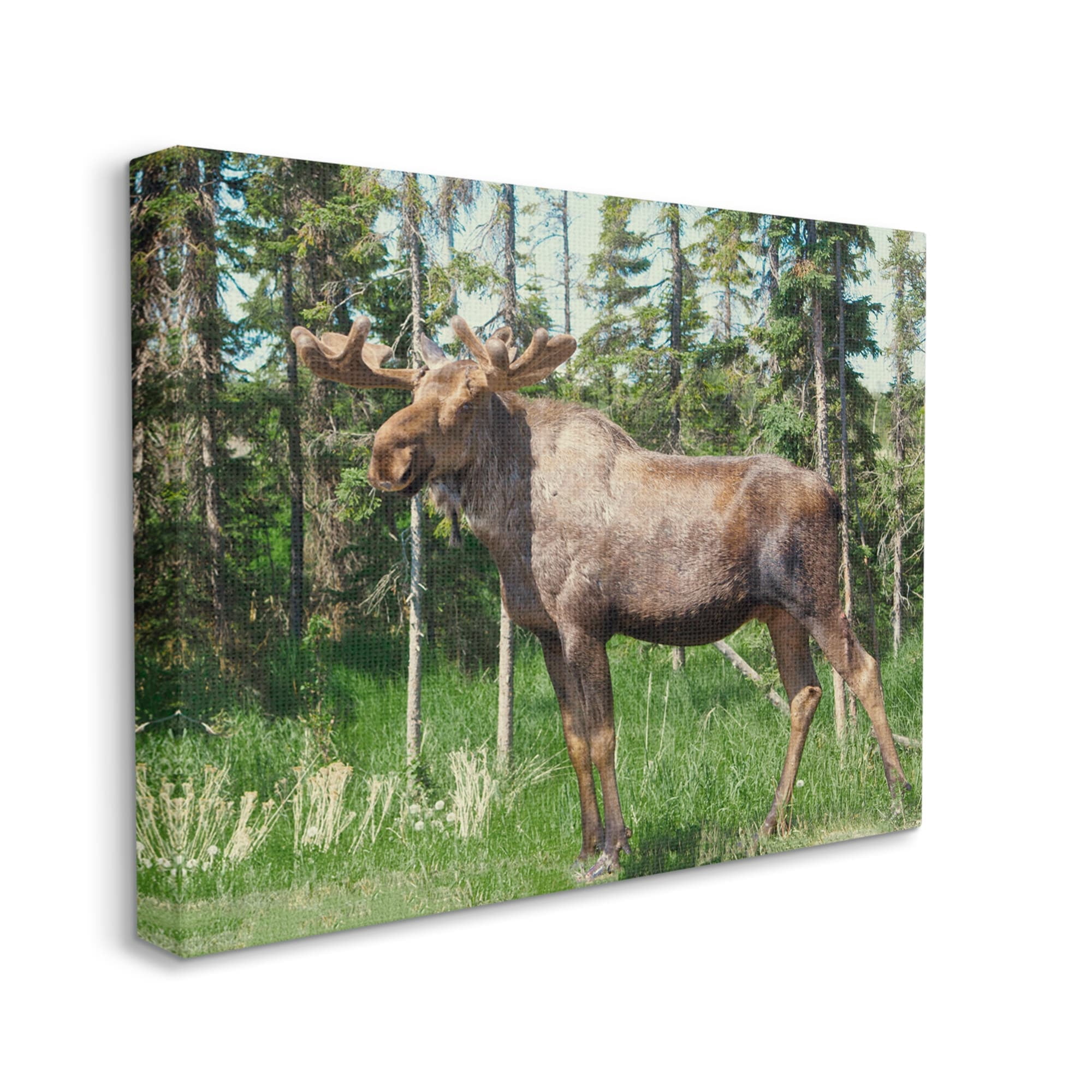Stupell Moose Forest Grove Woodland Landscape Animals & Insects Photography Gallery Wrapped Canvas Print Wall Art