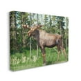 thumbnail image 3 of Stupell Moose Forest Grove Woodland Landscape Animals & Insects Photography Gallery Wrapped Canvas Print Wall Art, 3 of 5