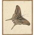 thumbnail image 3 of Nicolaas Struyk 20x22 Black Modern Framed Museum Art Print Titled - A Butterfly (Early 18th-Mid 18th Century), 3 of 5