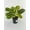 4_MARANTA_RED, variant on Red Maranta Prayer Plant - Live Air-Purifying Indoor Plant in Nursery Pot – Easy Care, Low Maintenance Houseplant for Home & Office Decor, Natural Air Cleaner, Best for Beginners (3"Pot)