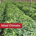 thumbnail image 3 of Dairyland 400 Stratified American Ginseng Seed!! Ready to Plant, Grow Your own Wild Ginseng!! (400 Seeds), 3 of 6