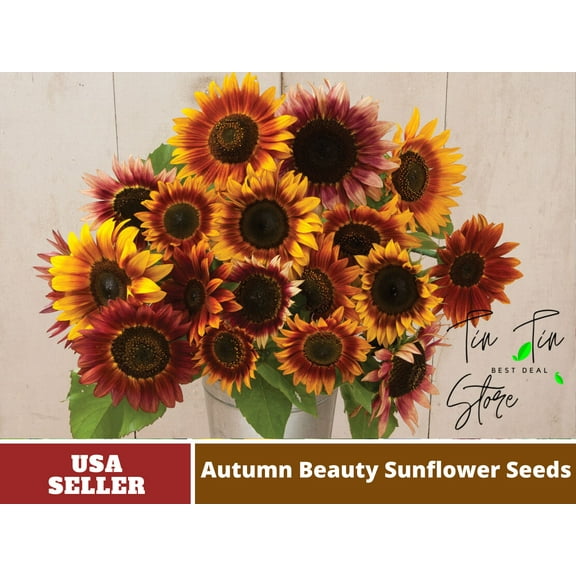 25  Seeds- Autumn Beauty Sunflower Seed-#E003- Authentic Seeds-Flowers-Seeds-Rose seeds-Herb seeds-Vegetable Seeds-Mix Seeds for Plant- B3G1