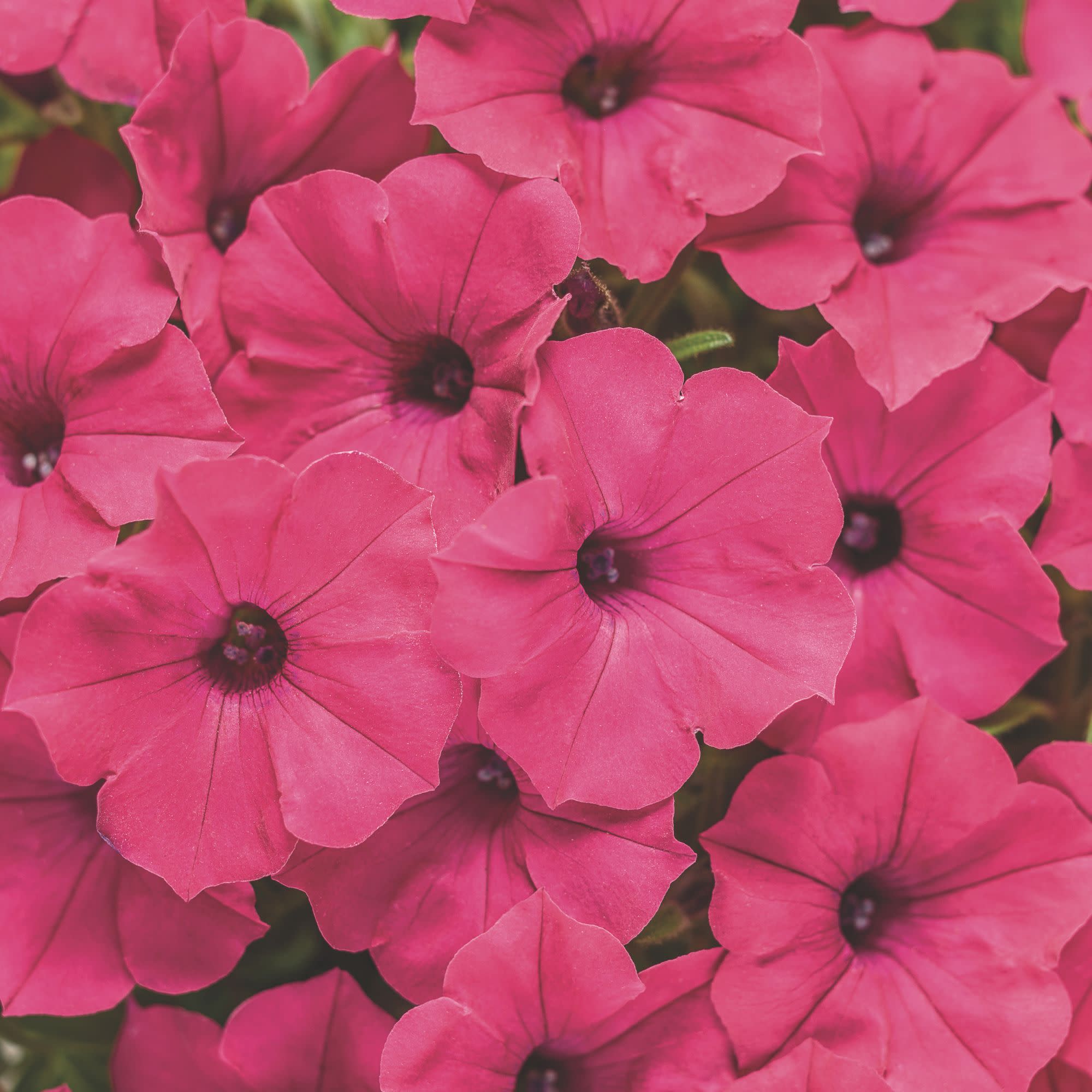 Proven Winners 4" Pink Supertunia Vista Fuchsia Petunia Live Plant in 4.25" Pot (4 Count)