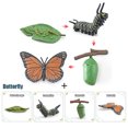 thumbnail image 1 of Animal Plant Insect Growth Simulation Cards Montessori Learning Toys For Kids Ages 3-6 Biological Science Teaching Aids, 1 of 10