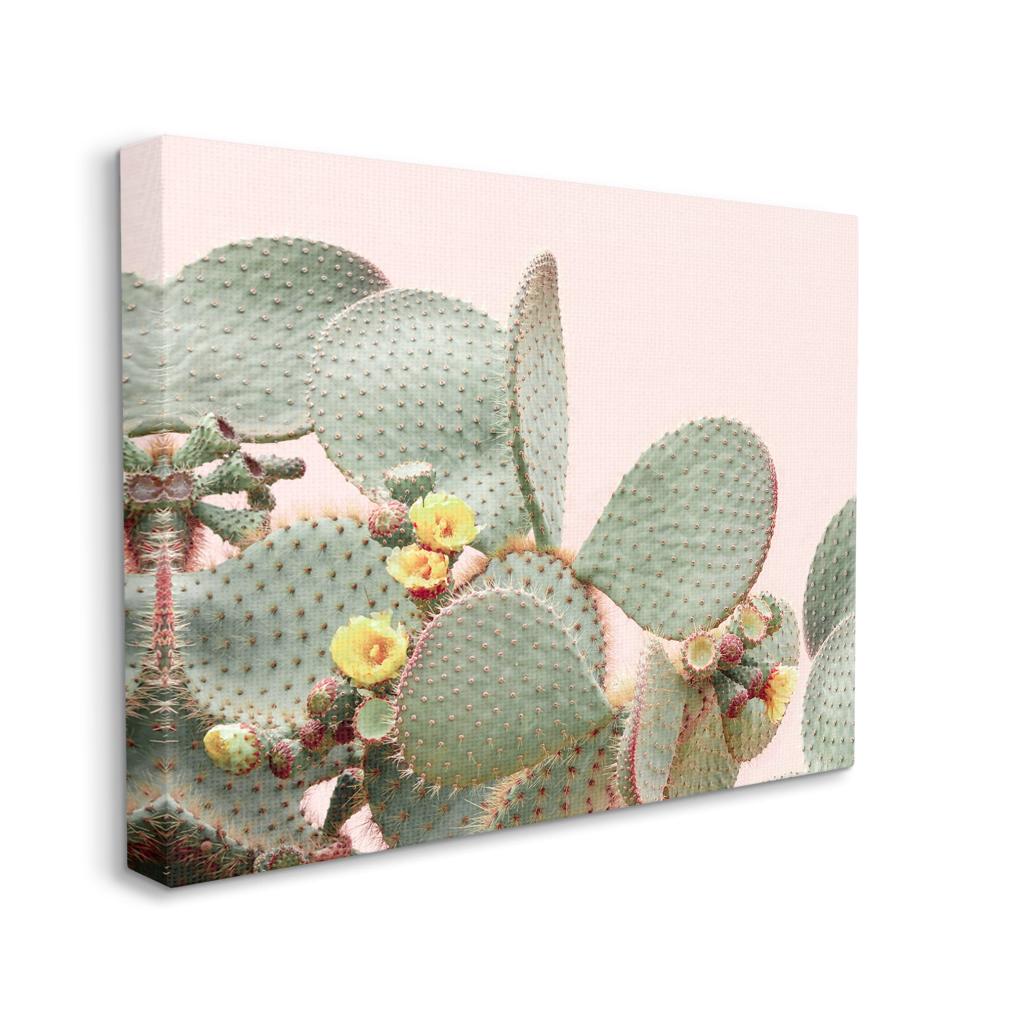 Stupell Industries Cactus Flowers on Pink Botanical & Floral Photography Gallery Wrapped Canvas Print Wall Art, 40 x 30