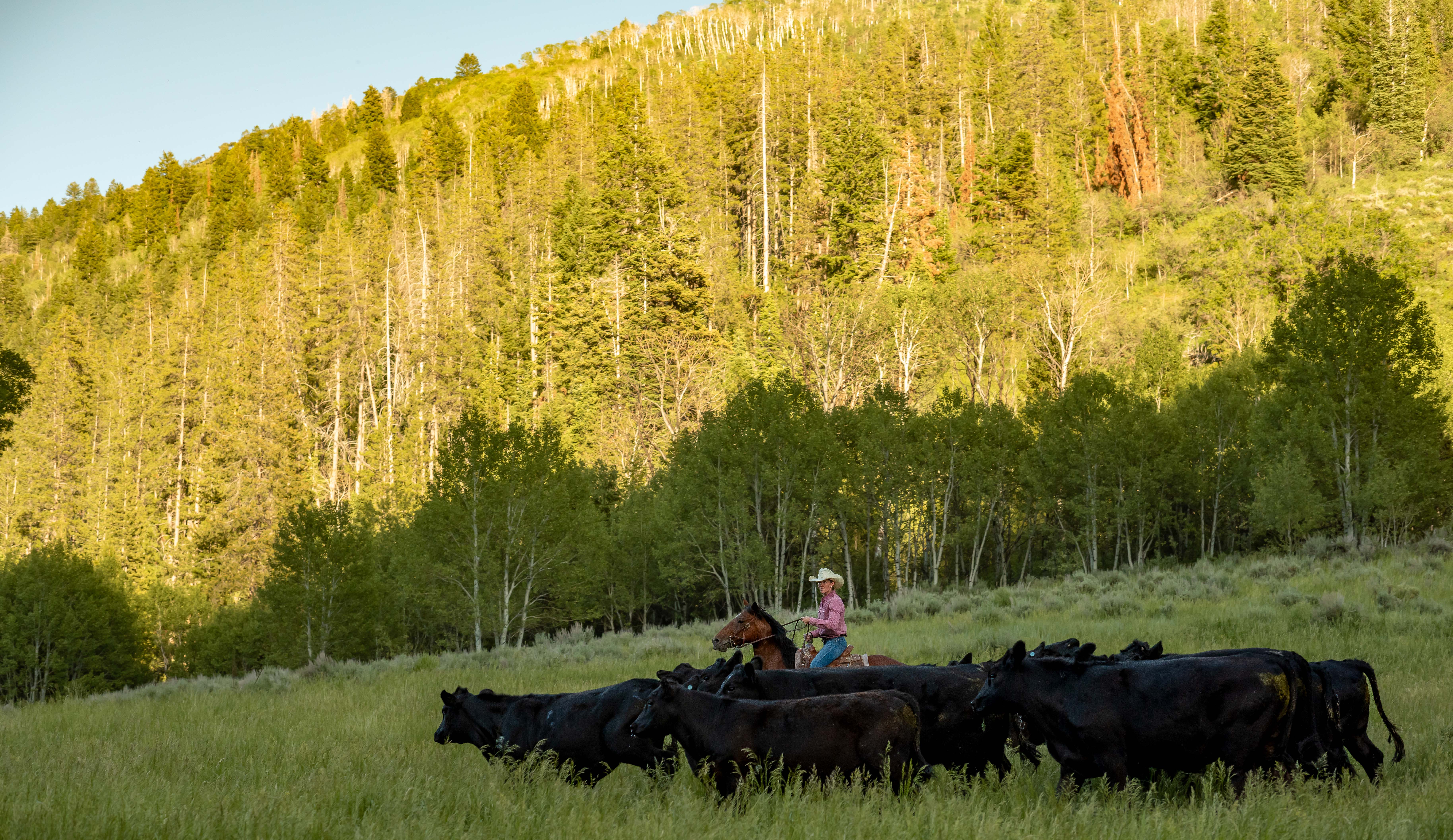 100% Grass-Fed Beef Organ Blend For Dogs