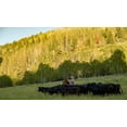 thumbnail image 6 of 100% Grass-Fed Beef Organ Blend For Dogs, 6 of 7