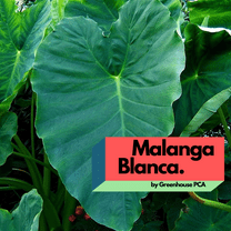 Malanga Blanca Live Bulbs, Xanthosoma Sagittifolium, Tropical Plant Corm, 5-8 ft Tall by Greenhouse PCA