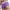 Purple, variant on Lycaql Swim Briefs for Men Men's Short Drawstring Swim Shorts With Zippered Back Pockets(Dark Blue,L)