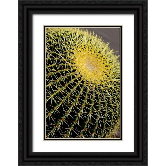 McRoberts, Julien 17x24 Black Ornate Wood Framed with Double Matting Museum Art Print Titled - Desert cactus-Carefree-Arizona