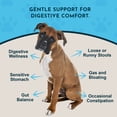thumbnail image 3 of Animal Essentials Healthy Gut 1-Ounce Herbal Prebiotic Formula for Dogs and Cats, 3 of 9
