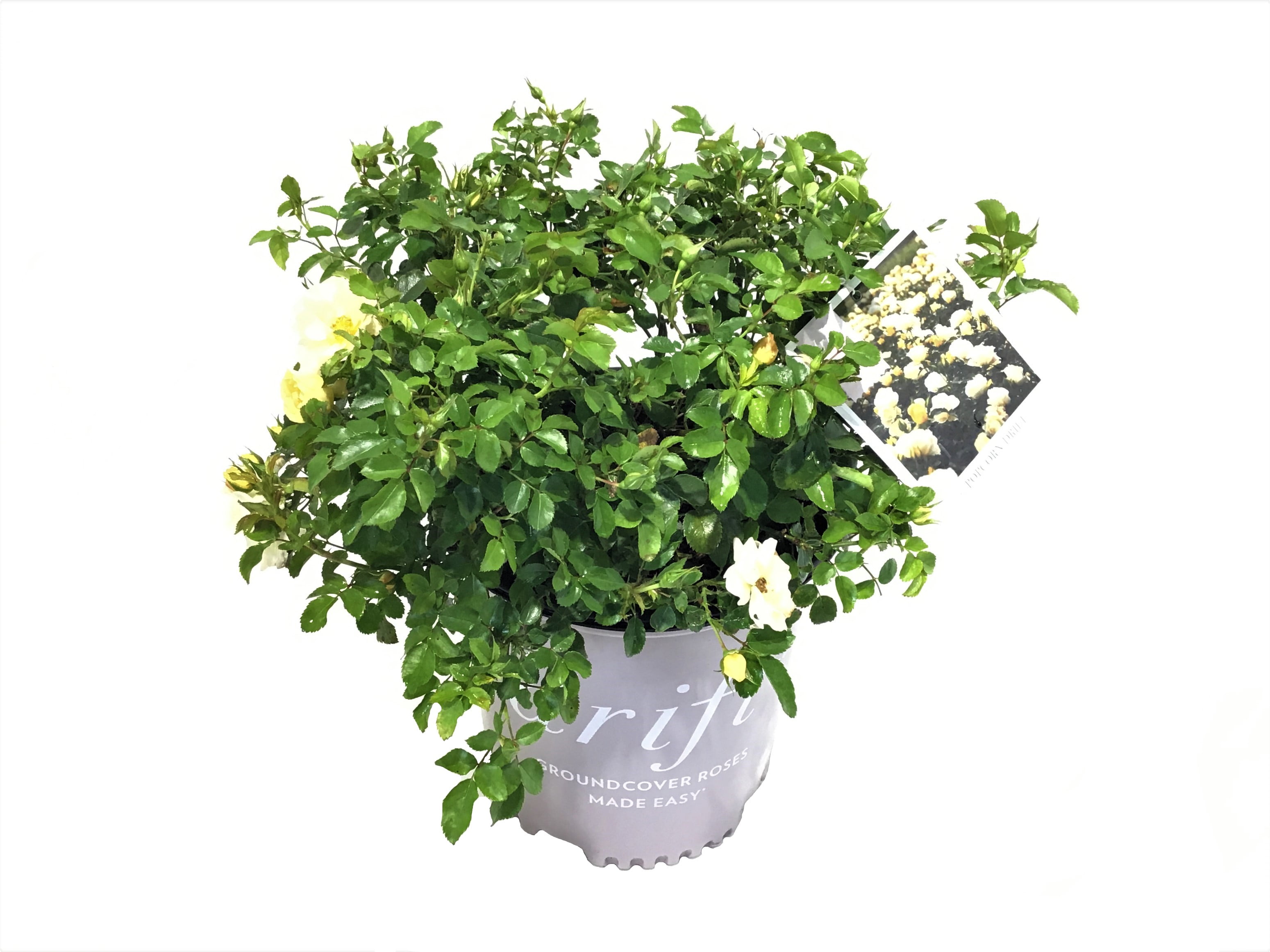 Drift Roses Popcorn Drift Rose 1 Gallon (Rosa) Yellow and Cream Flowers Are Disease Resistant Live Outdoor Plant
