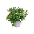 thumbnail image 2 of Drift Roses Popcorn Drift Rose 1 Gallon (Rosa) Yellow and Cream Flowers Are Disease Resistant Live Outdoor Plant, 2 of 2