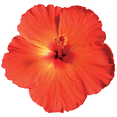 thumbnail image 6 of RedCrocus Mandarin Orange Hibiscus Bush- Vibrant Orange Flowers, Attracts Pollinators, Ideal for Garden Borders, Containers, Landscape, Hardy in Zones 9-11 10" Pot, 6 of 17
