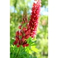 thumbnail image 3 of Red Lupine Seeds/Annual/ Full Sun/140 Seeds 1/8 oz-  Zellajake Farm and Garden - B261, 3 of 5