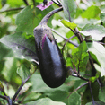 thumbnail image 4 of Purple Eggplant Plant in Pot, 4 to 6 Inch Tall Eggplant Live Plants, Vegetable Eggplant, 4 of 6