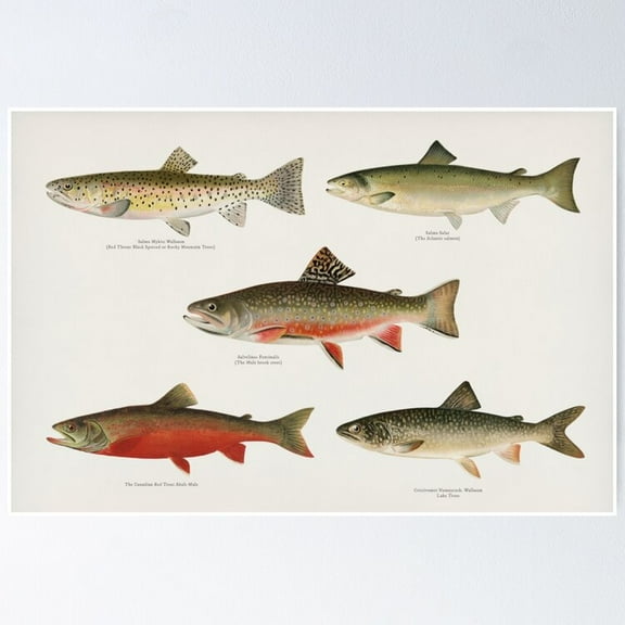 Poster Salmon And Trout - No Framed, Vintage Wall Art, Trendy Retro Print, Positive Quote Poster, Room Decor, Wall Art, Poster Only
