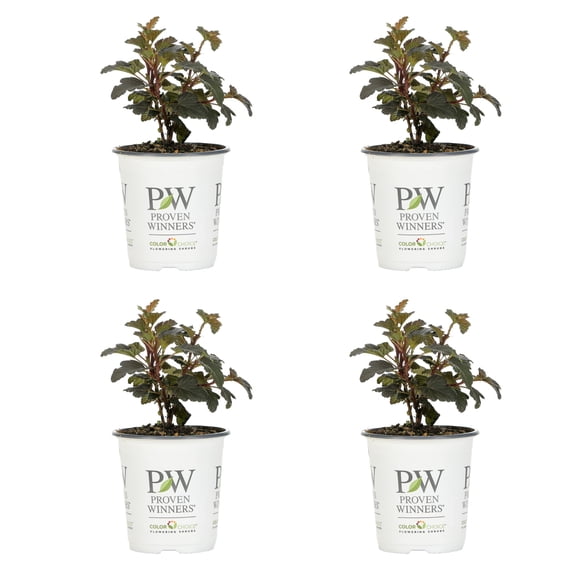Proven Winners ColorChoice 5" White Summer Wine Black Ninebark Live Plant in 4.5" Pot (4 Count)