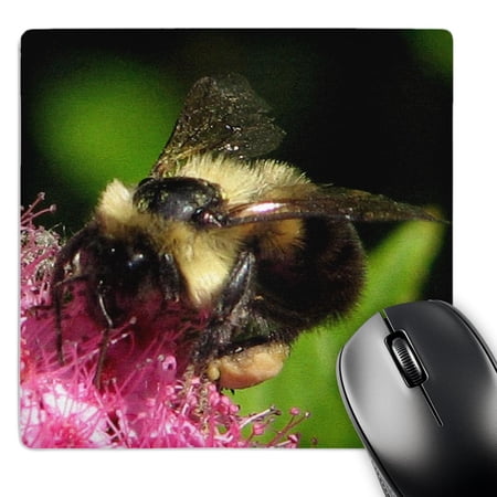 3dRose  Honey Bee  MousePad price history on PriceWatchPro