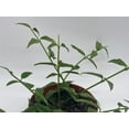 thumbnail image 5 of BubbleBlooms Luxurious Hoya Bella AFF. Lancifolia- Thriving 4 inch Potted Eleganct Plant, 5 of 8