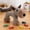 ZZ C, variant on Zhi Indestructible Dog Squeak Chew, Ideal for Home and Pet Care, Interactive for Aggressive Chewers Puppy Teething and Fun Ambiance