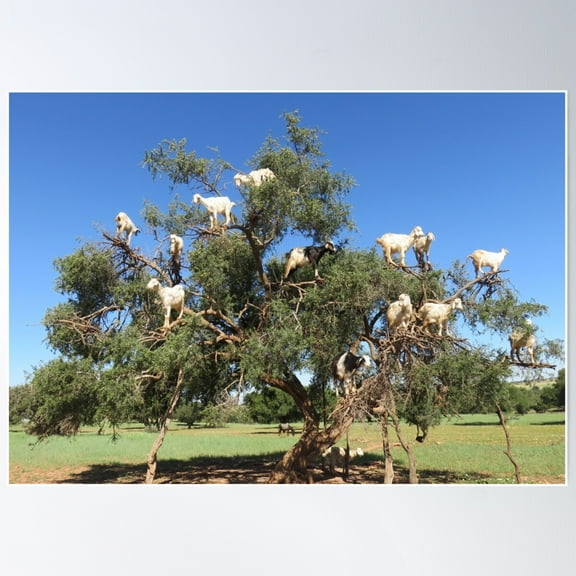 Goats In Trees Poster Wall Art, Modern Wall Decor For Living Room Bedroom, 8x12 UNFRAMED