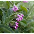 thumbnail image 2 of Earthcare Seeds 50 True Comfrey Flower Seeds, 36 - 42 Inches high, 2 of 5