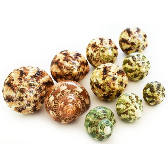 10 Hermit Crab Changing Shell Set Turbo Shells Medium Size (1 1/4"-2" size / 5/8" - 1" opening) Hand Picked Seashells