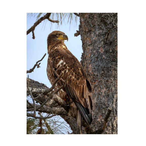 Trademark Fine Art David Drost Juvenile Bald Eagle Canvas Wall Art