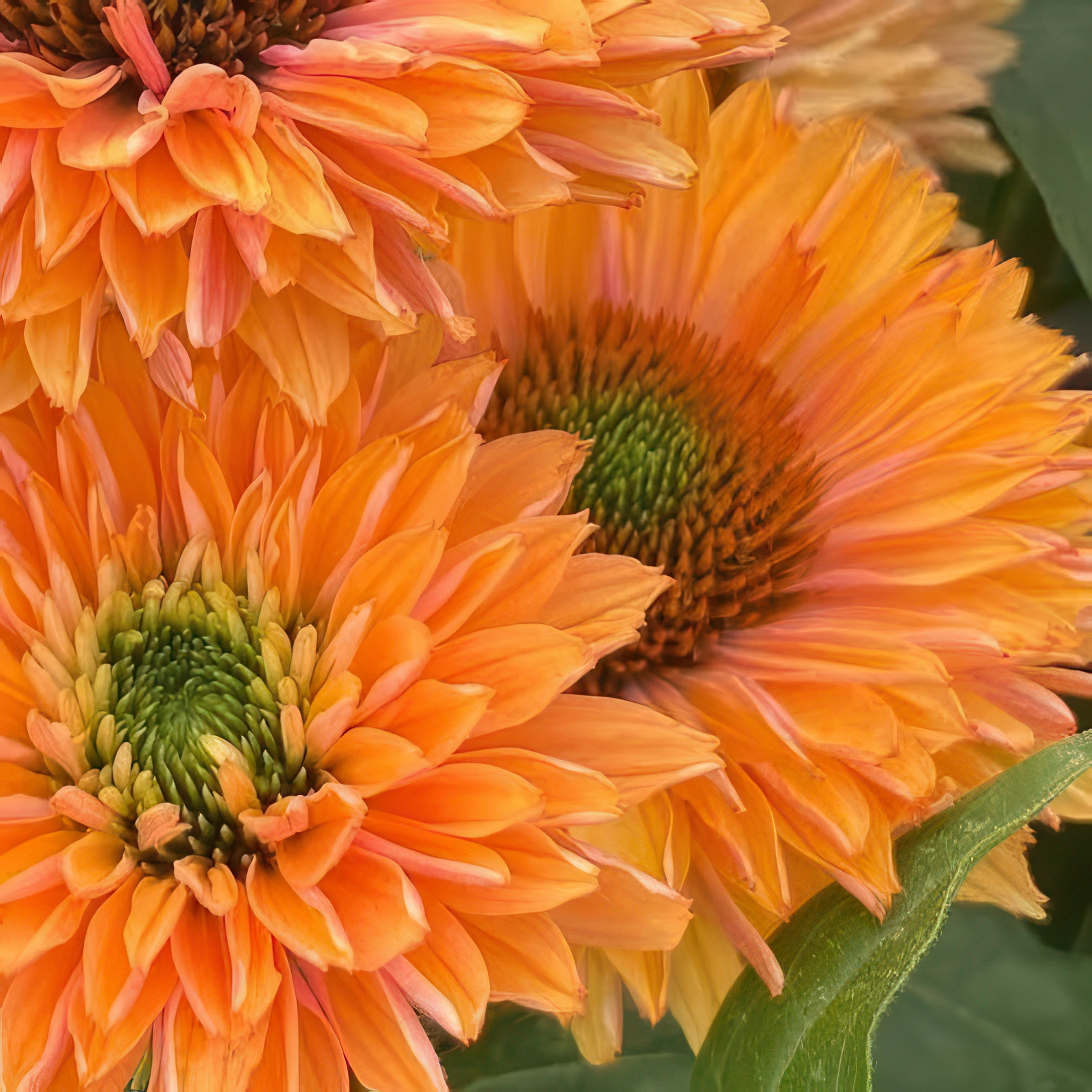 National Plant Network 3.25 in. Echinacea SunSeekers Pumpkin Pie Live Perennial Plant with Orange Flowers (3-Pack)