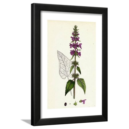 Stachys Sylvatica Hedge Woundwort Framed Print Wall Art