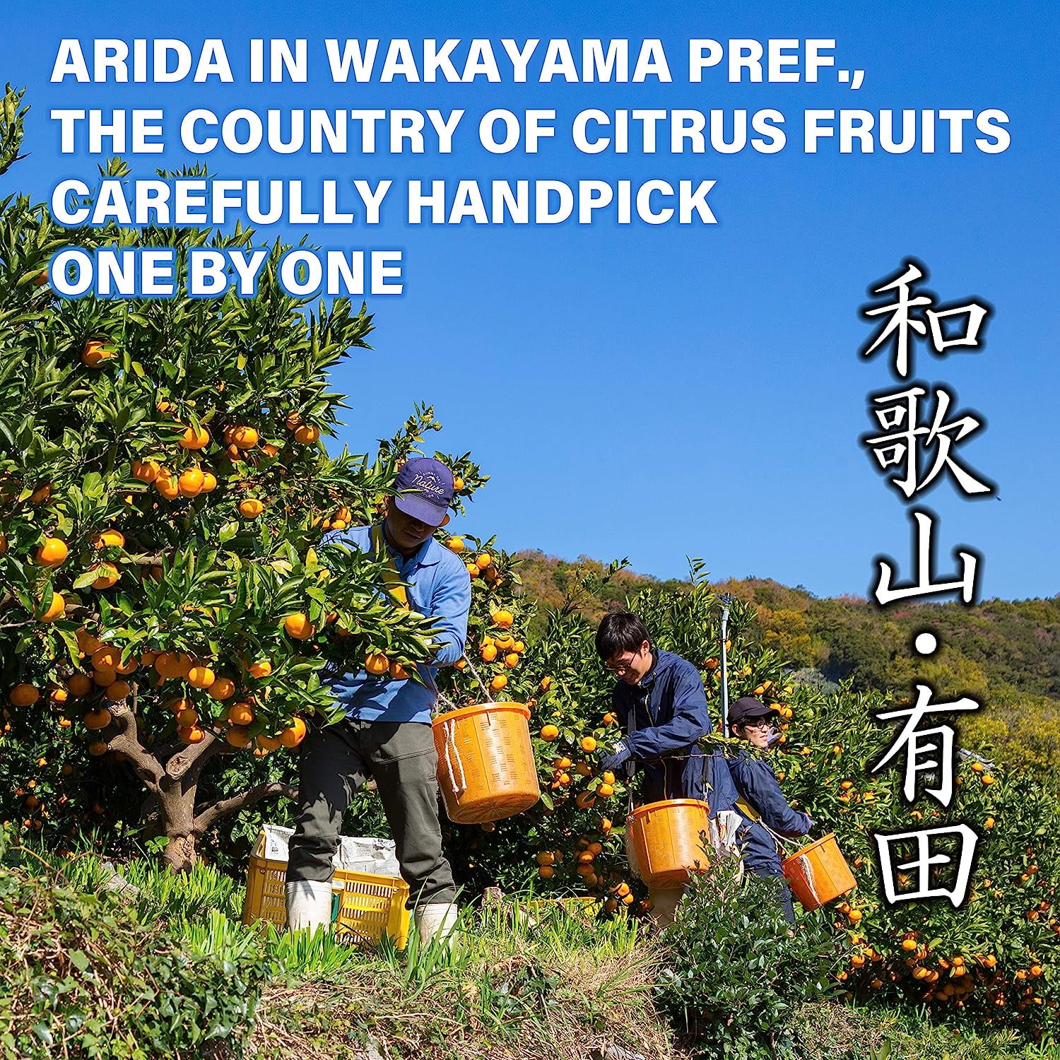 Yamasan 100% Yuzu Juice 100% Authentic Japanese, 3.52oz