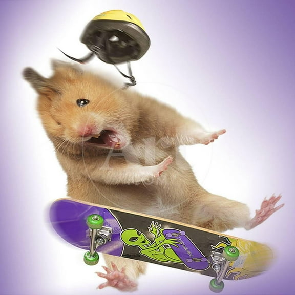 Hamster with Skateboard and Helmet, Unframed Photographic Print Wall Art Sold by Art.Com