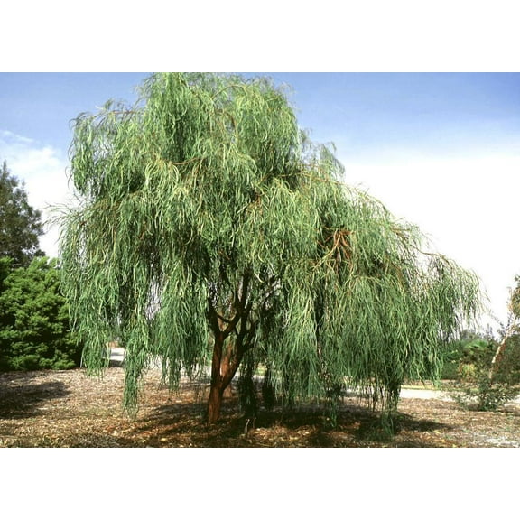 5 Shoestring Willow Seeds