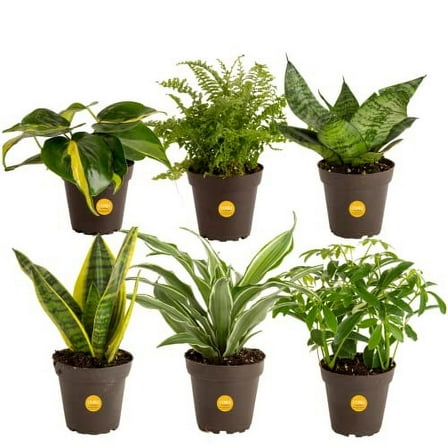 Costa Farms Air Purifier House Potted Live Plants, 6 Pack, Easy to Grow