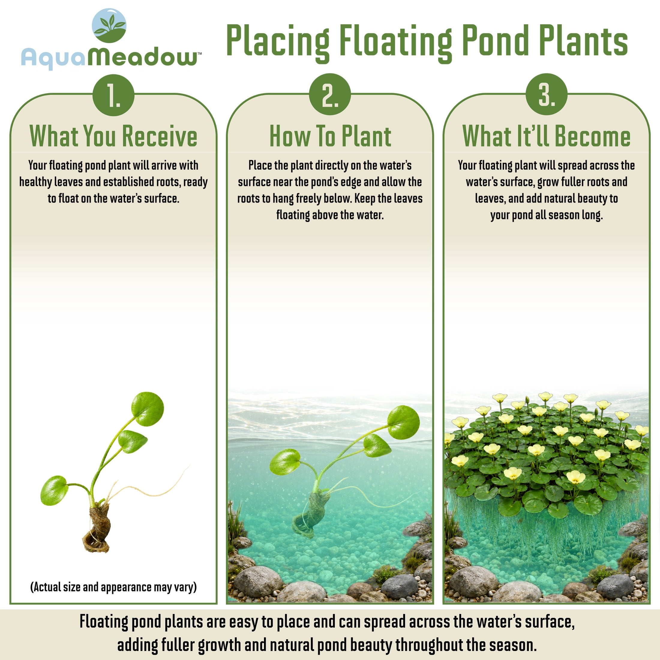 AquaMeadow Water Poppy Surface Plant 3ct
