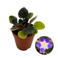thumbnail image 2 of Harmony Foliage Mini African Violet Shirl's Hawaiian Lai, 2 inch Purple Flower, 2 of 9