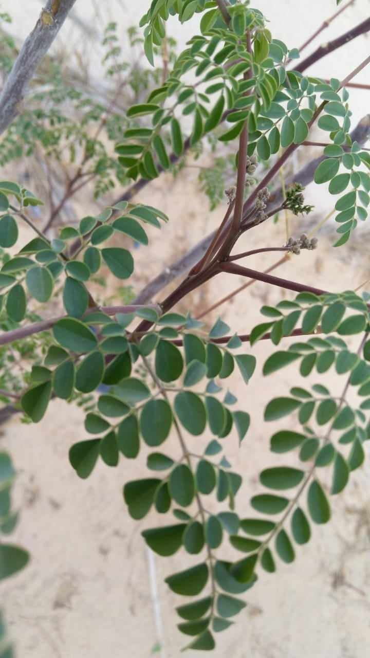 Bumble Love Nursery 12" Moringa Oleifera Live Plants in 4" Pots (3 Count), Nutrient Rich