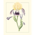 thumbnail image 3 of Unknown 12x14 Black Modern Framed Museum Art Print Titled - Purple Irises II, 3 of 5
