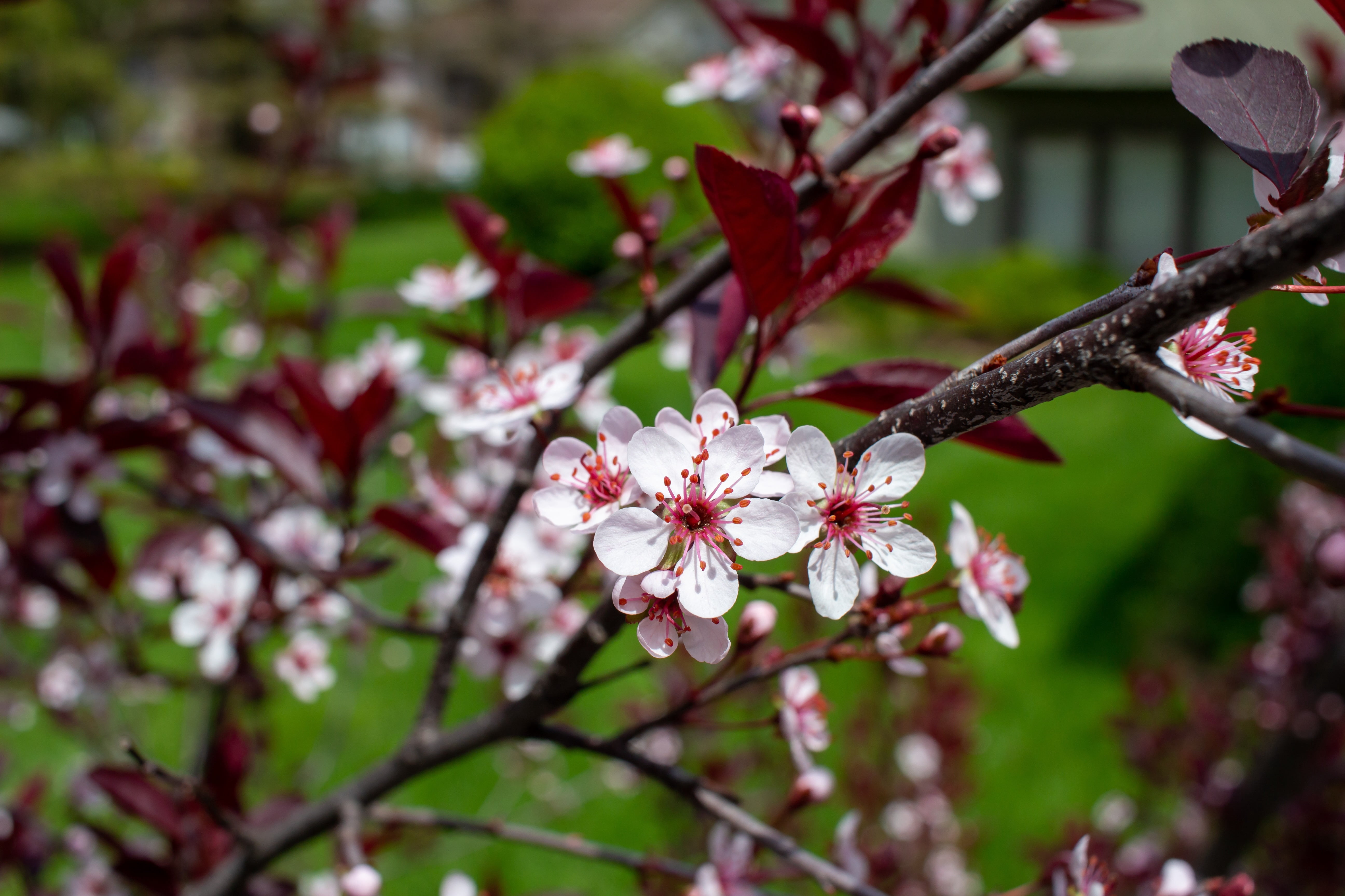 Purple Leaf Sand Cherry Flowering Live Shrub in 3-Gallon Grower Pot