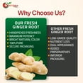 thumbnail image 3 of NY SPICE SHOP Fresh Ginger Root - 1 Pound - Fresh Ginger - Whole Ginger Root, 3 of 7