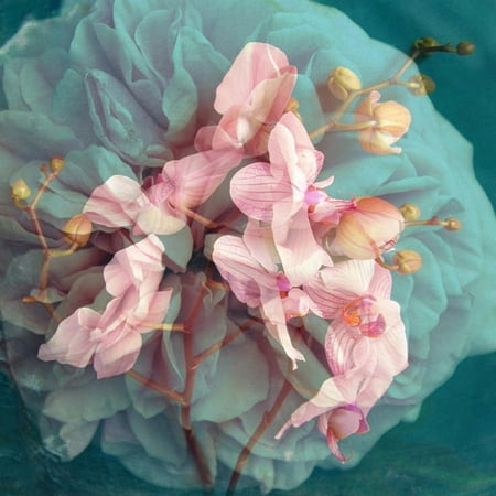 Delicate Blooms - A Delicate Floral Montage from Blooming Orchids and Rose Print Wall Art By Alaya Gadeh
